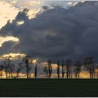 Baumreihe vor Sonnenuntergang