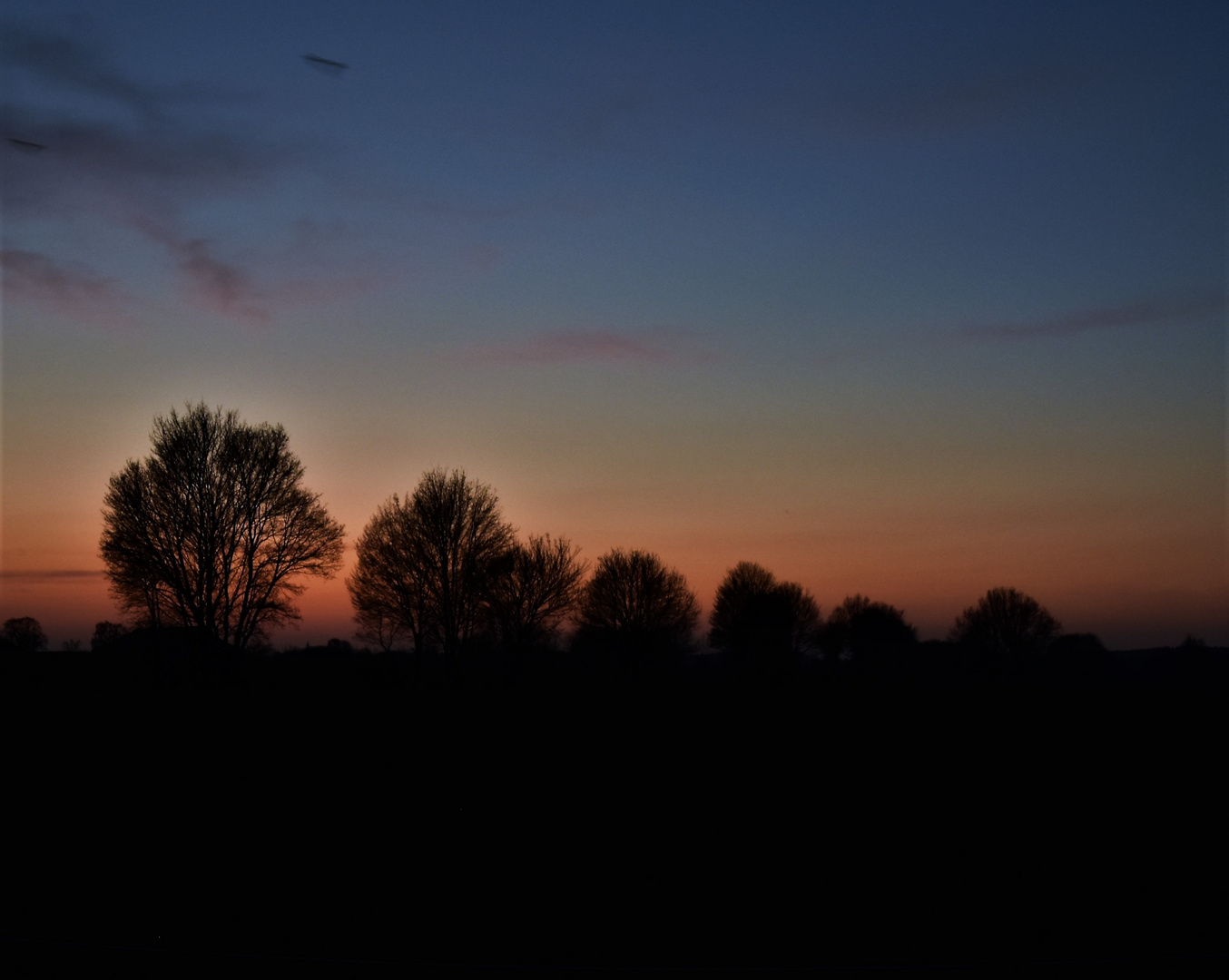 ... Baumreihe zur blauen Stunde ...