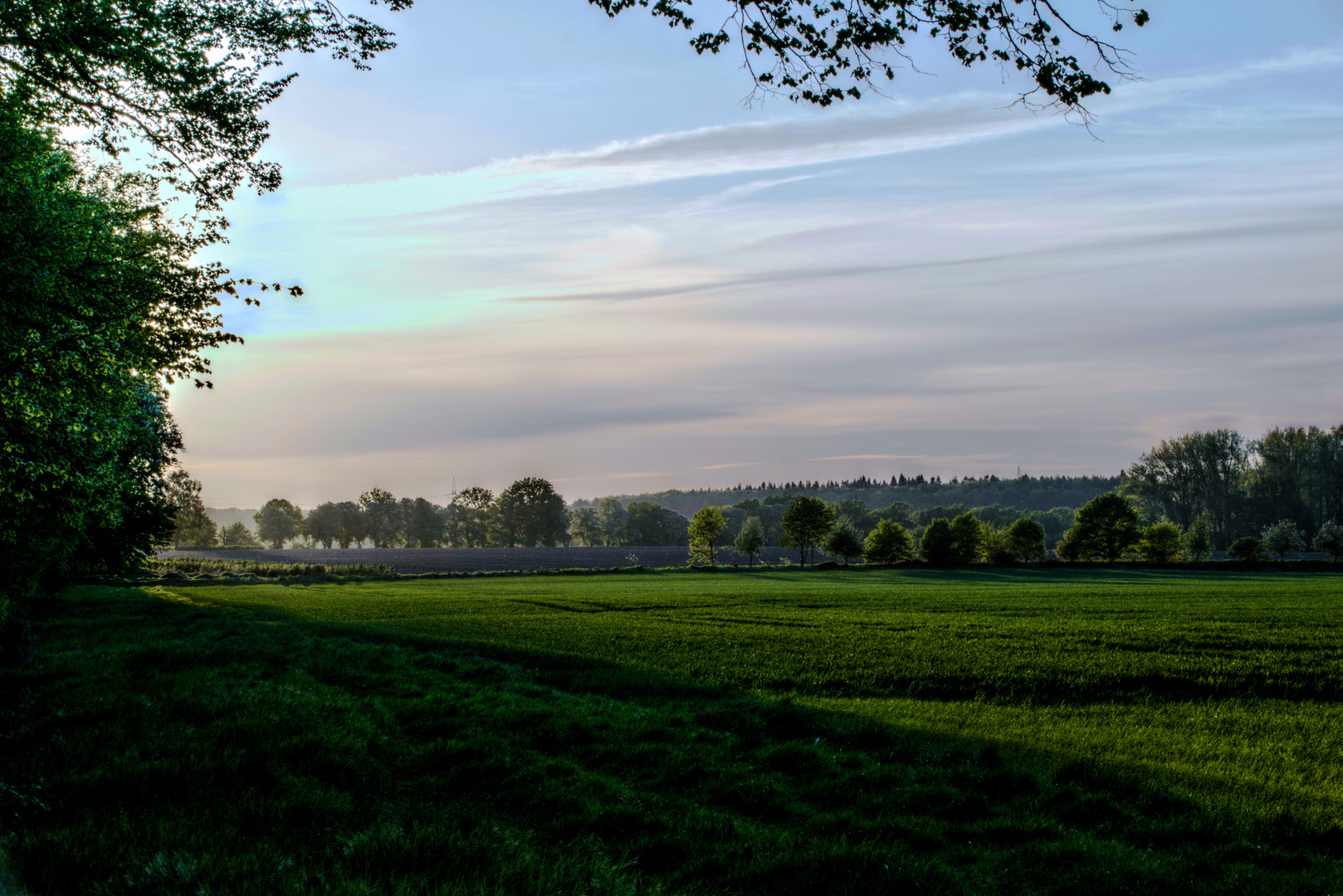 Baumreihen