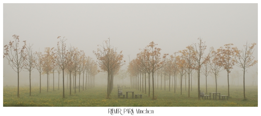 Baumreihen im Nebel