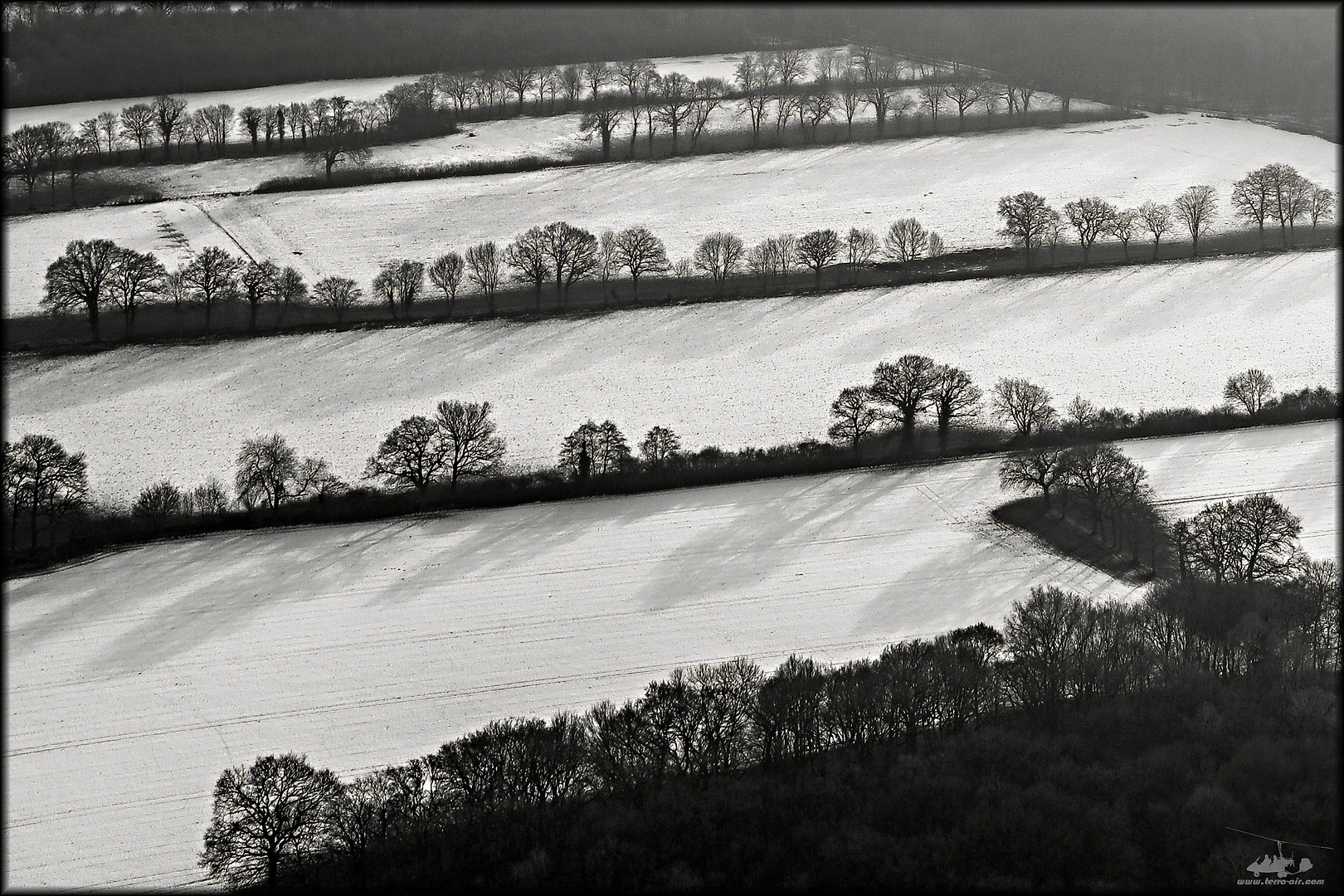 Baumreihen im Winter