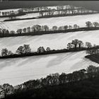 Baumreihen im Winter