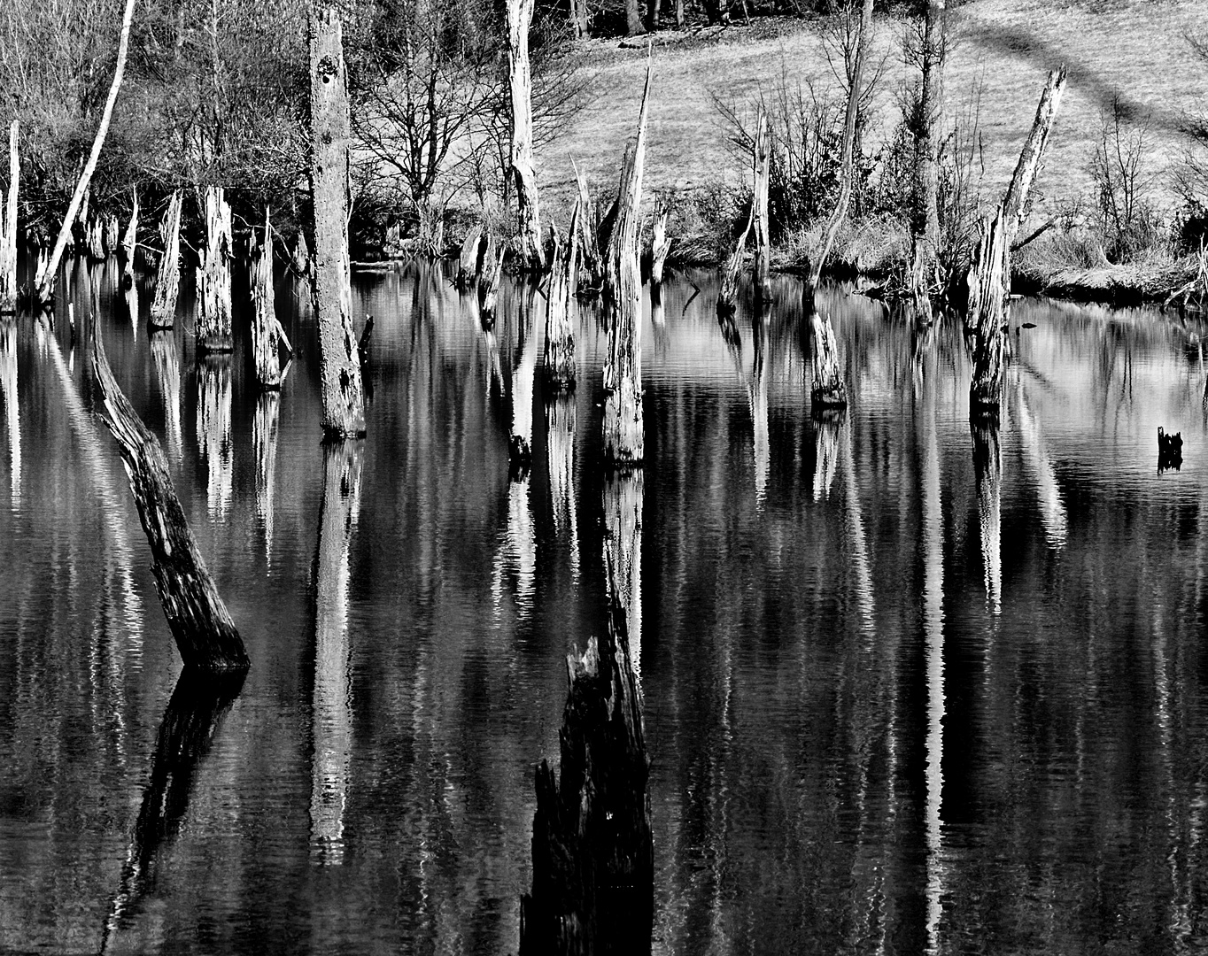 Baumreste im Moor