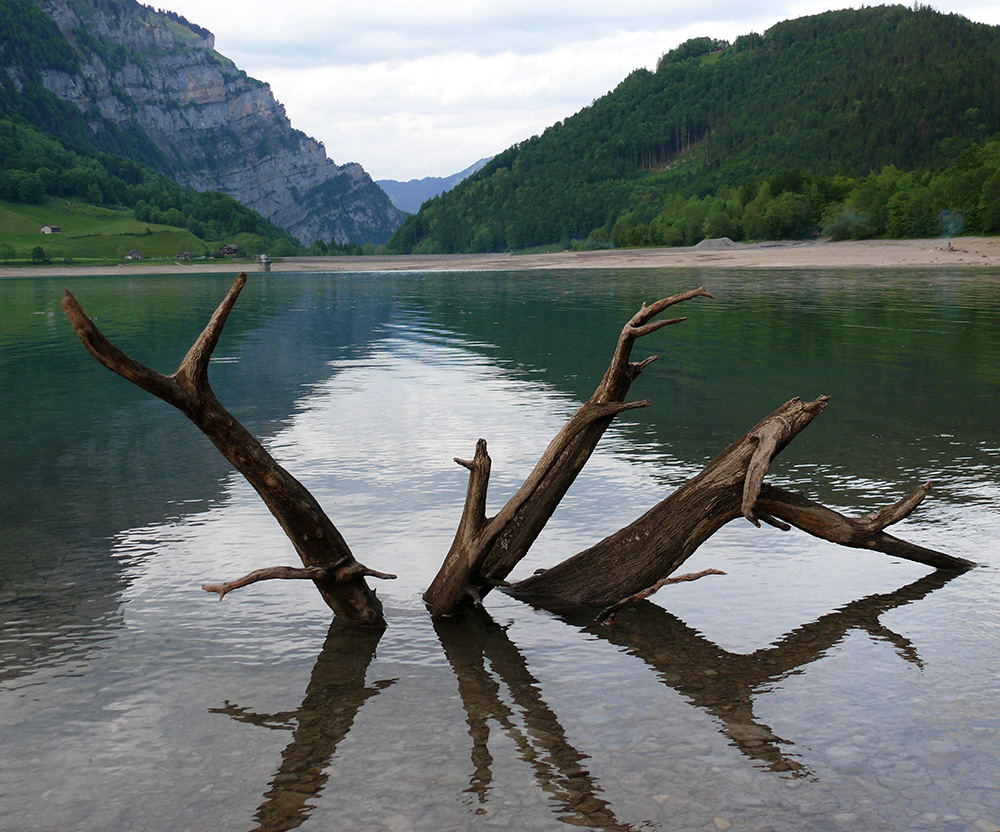 Baumreste im See...