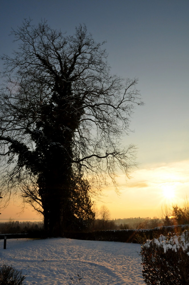 Baumriese am Bodensee