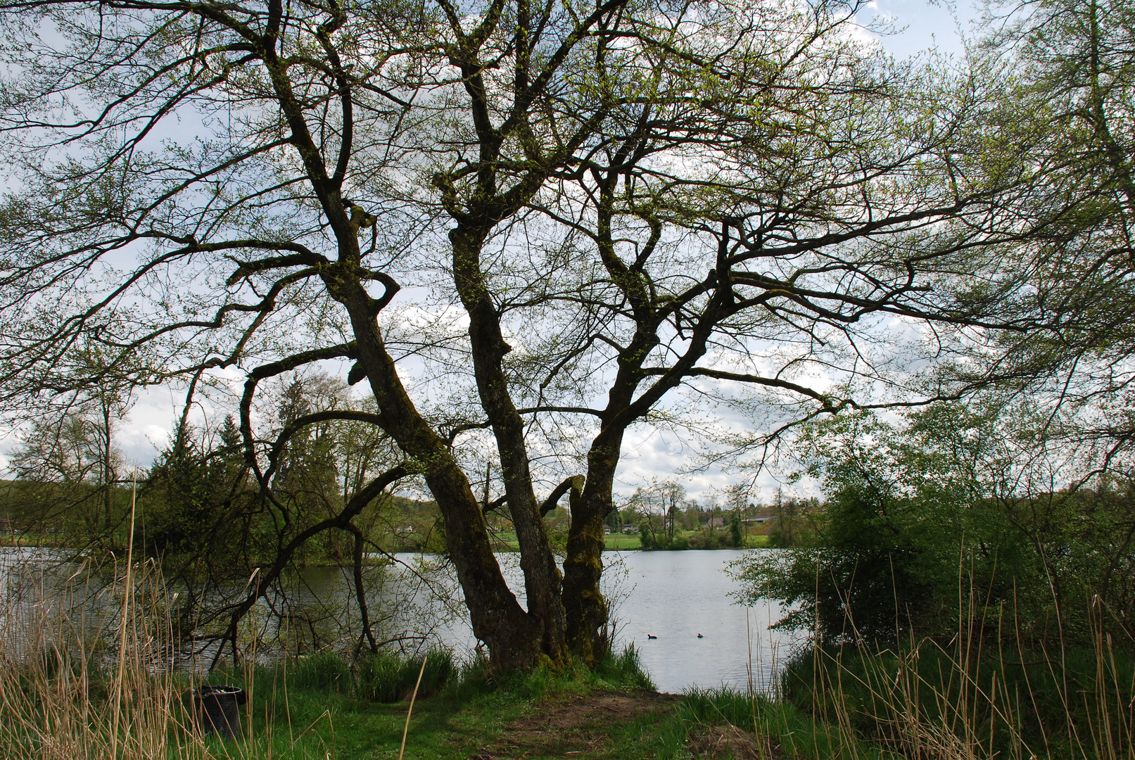 Baumriese bewacht den Teich