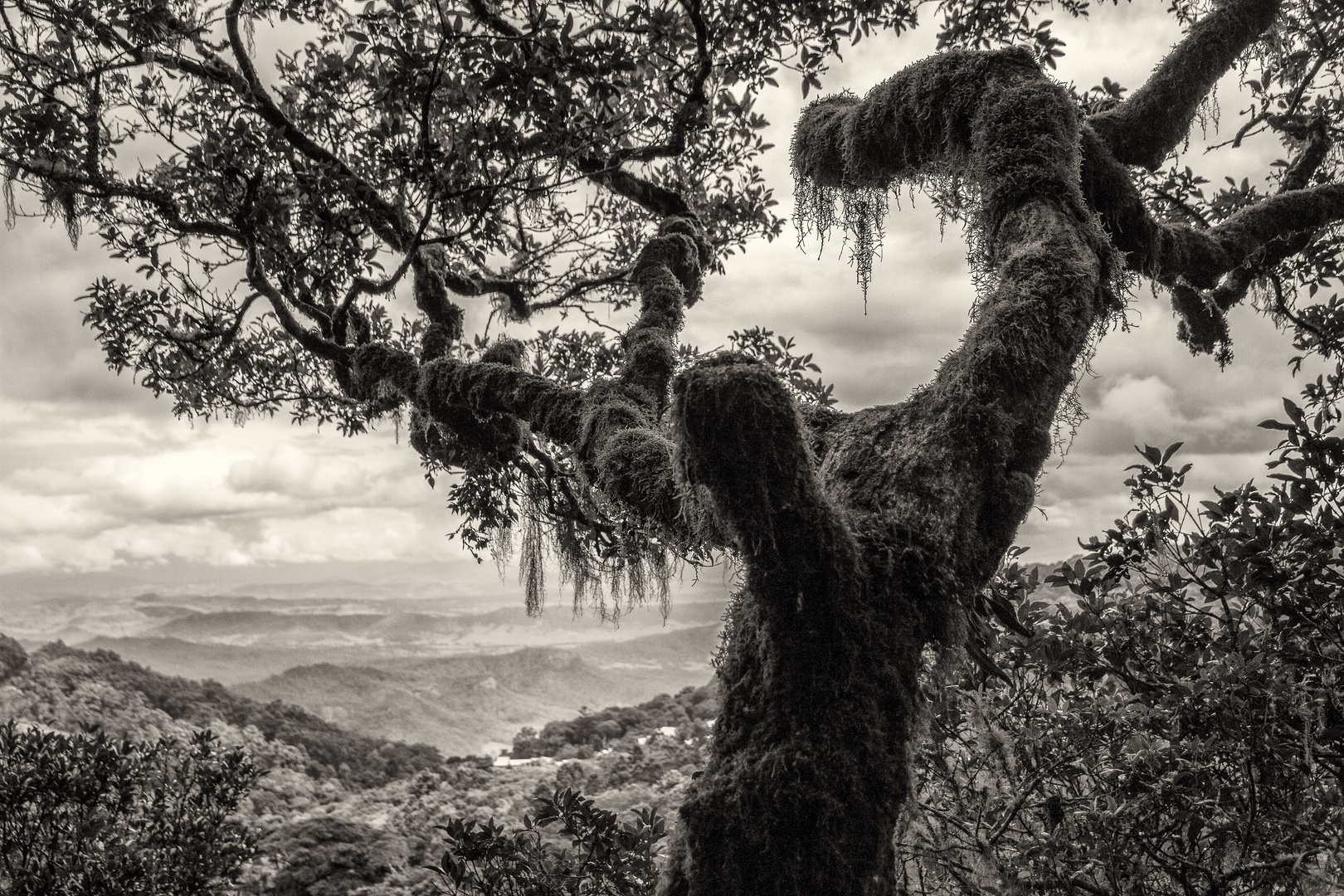 Baumriese im Lamington NP