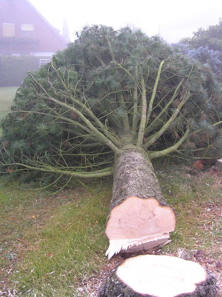 Baumriese im Morgengrauen