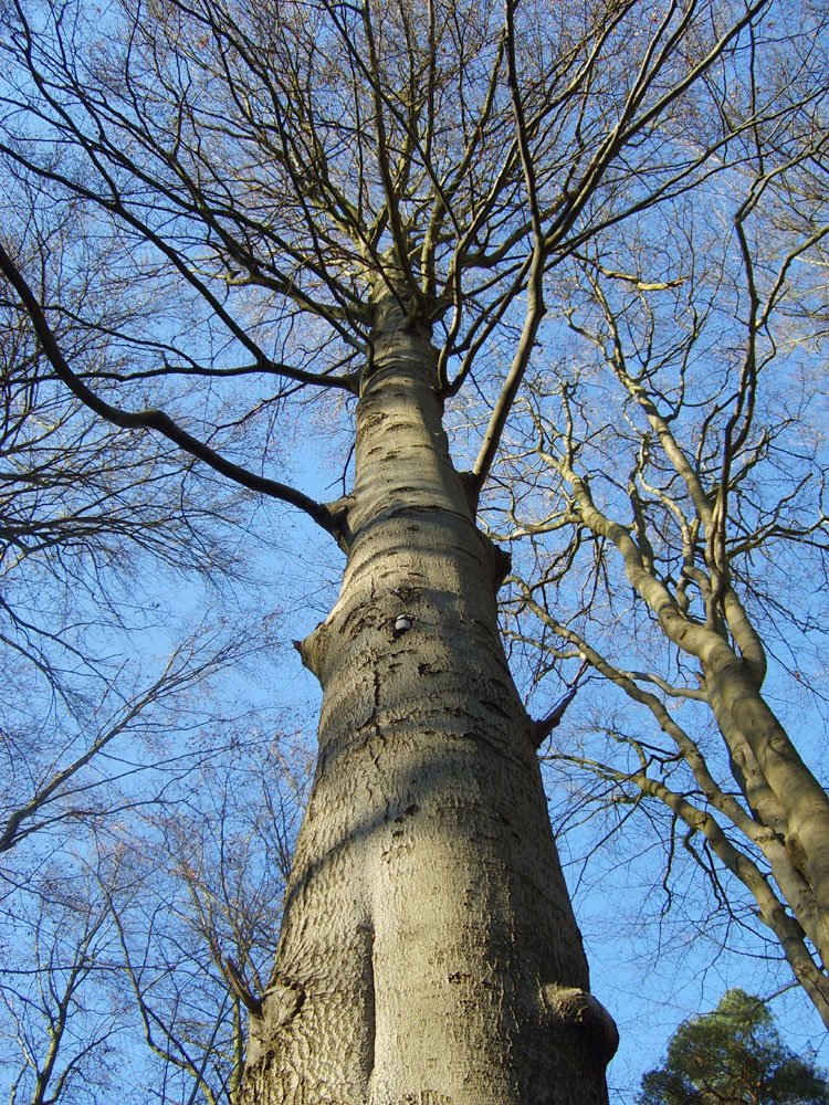 Baumriese im Winter