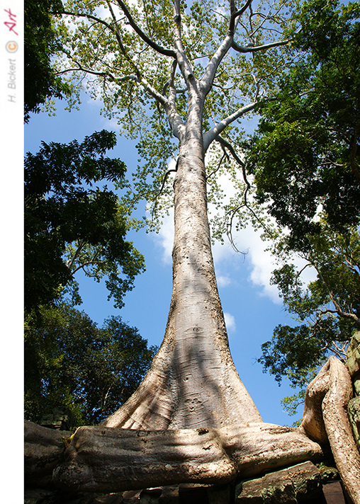 Baumriese in der Tempelanlage von Siem-Reap 01