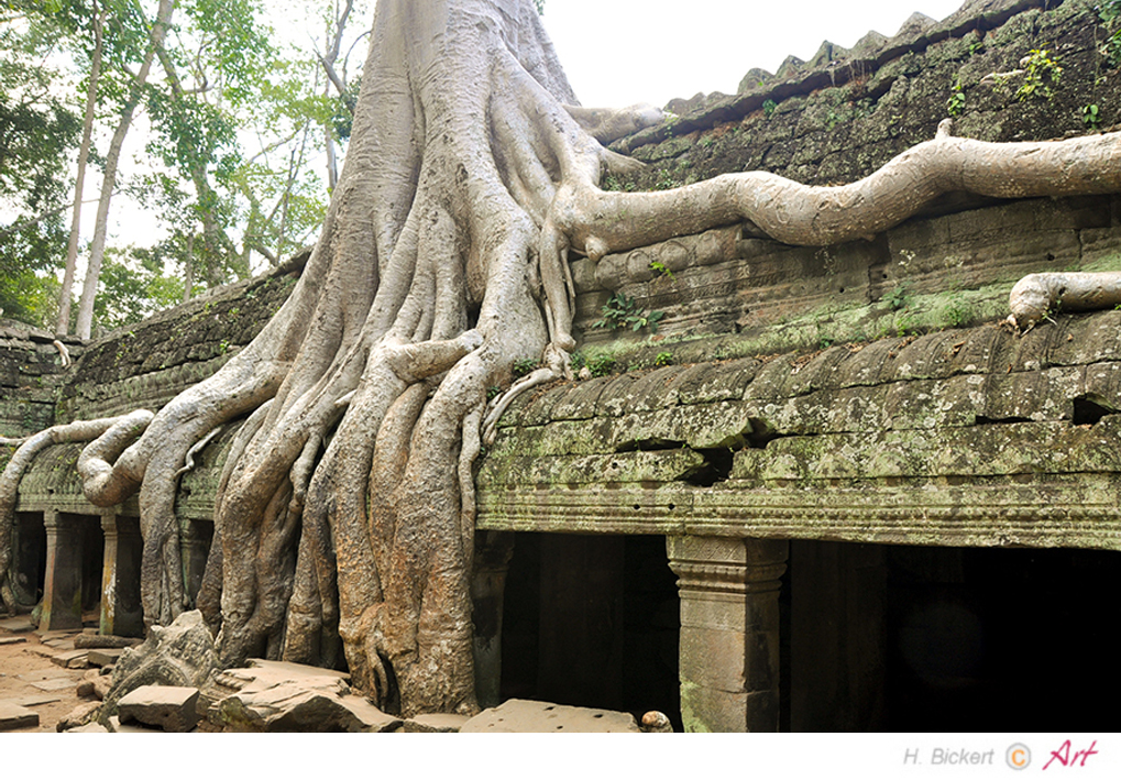 Baumriese in der Tempelanlage von Siem-Reap 02