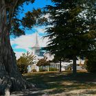 Baumriese und Kirche