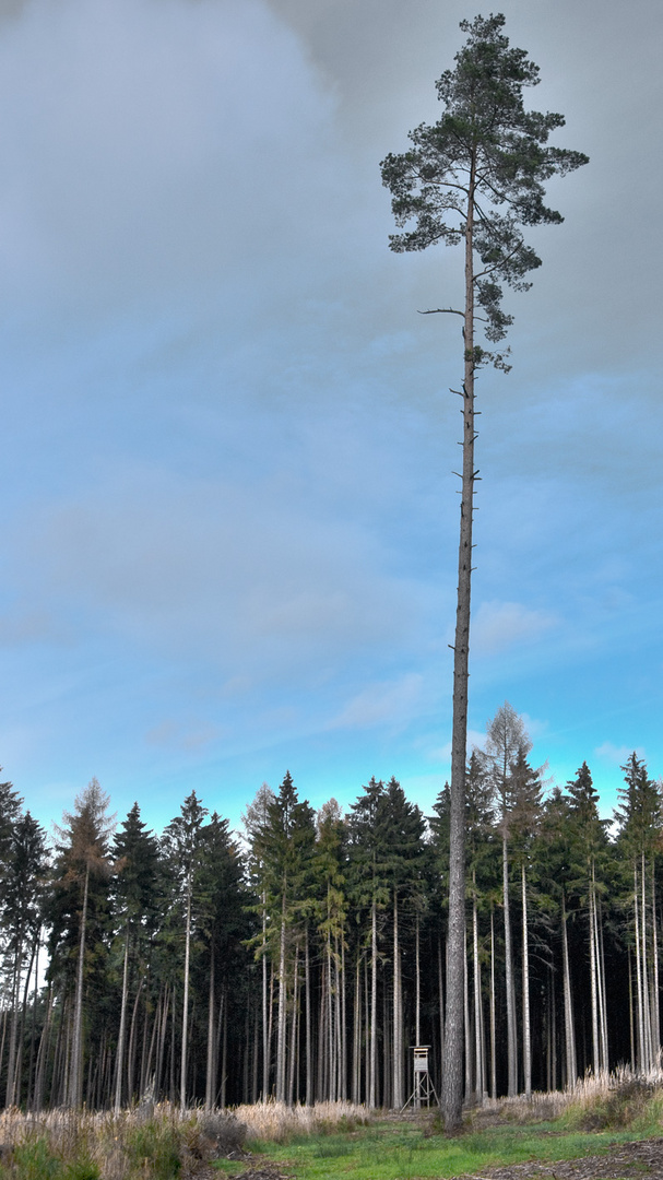 Baumriese unter Zwergen