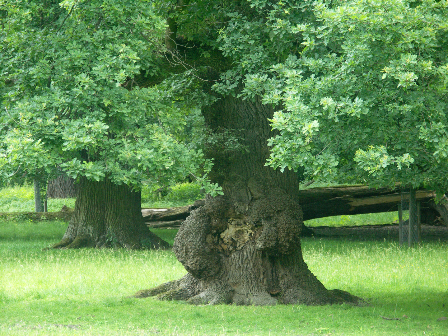 Baumriesen.