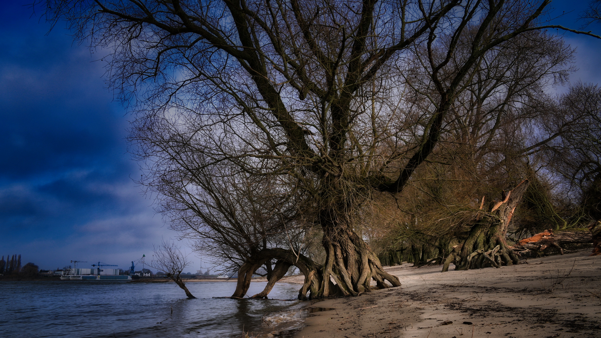 Baumriesen an der Waal