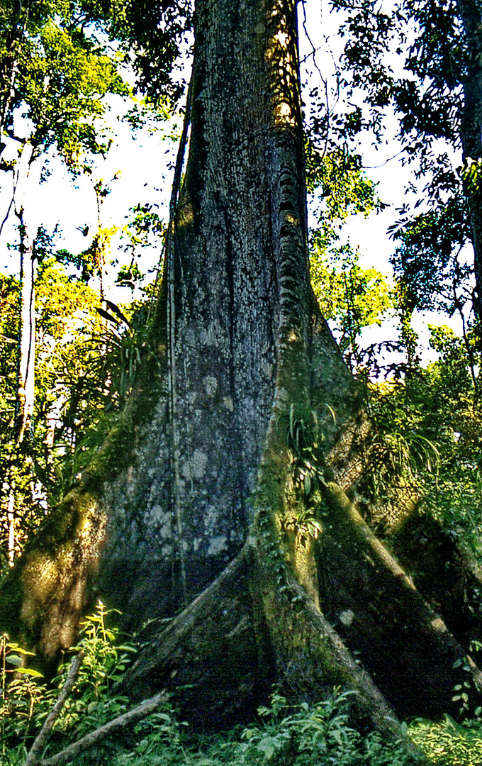 Baumriesen im Amazonas-Regenwald