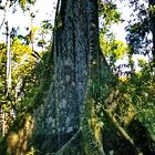 Baumriesen im Amazonas-Regenwald