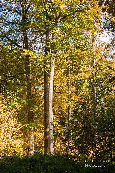 Baumriesen im Herbstlicht