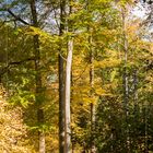 Baumriesen im Herbstlicht