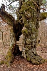 Baumriesen im Huthewald