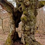 Baumriesen im Huthewald