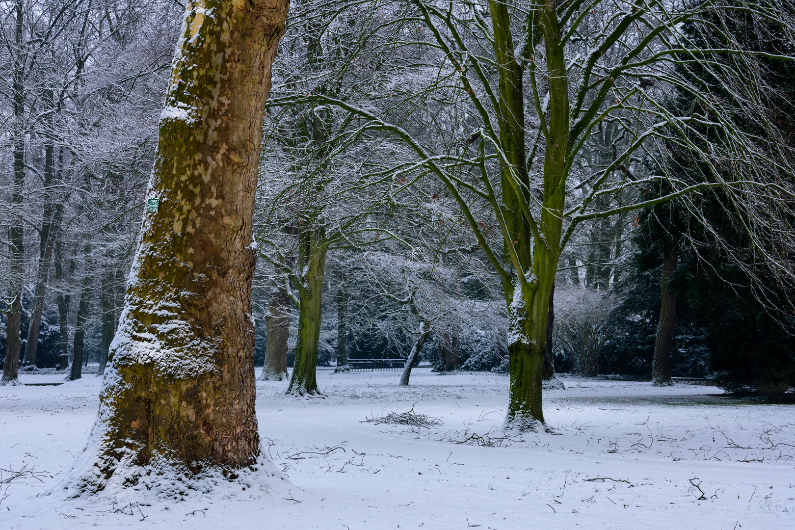 Baumriesen im Winterschlaf