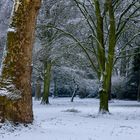 Baumriesen im Winterschlaf