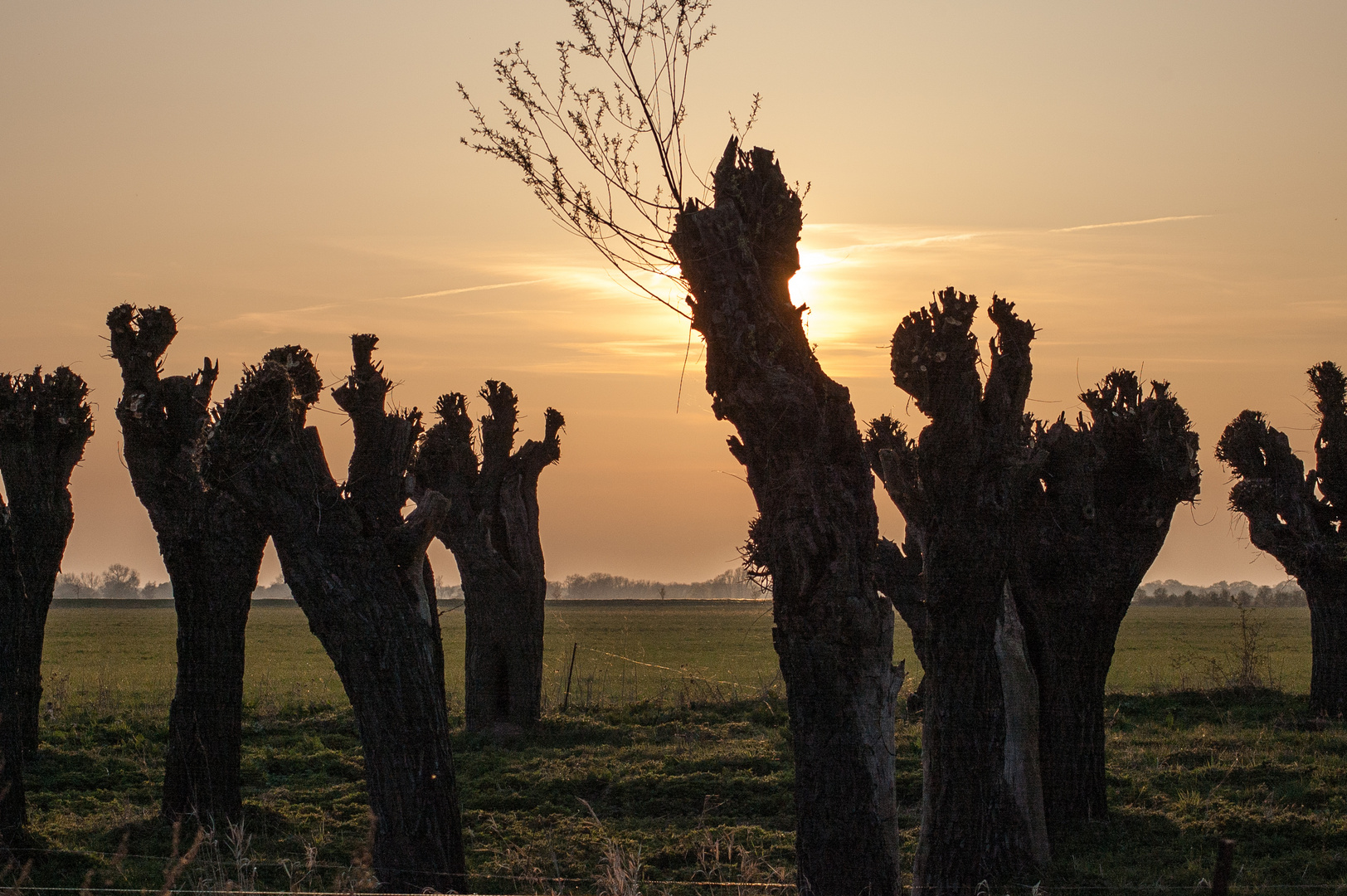 Baumriesen in der Elbniederung