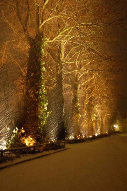 Baumriesen in verwunschener Winterwelt