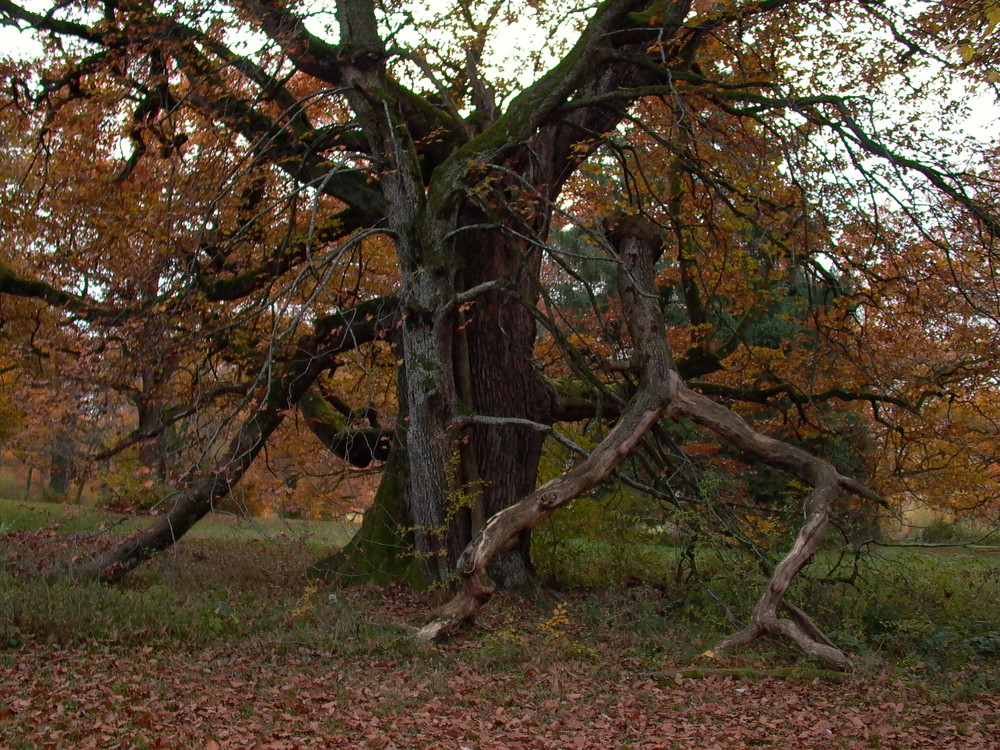 Baumriesen und Riesenbäume