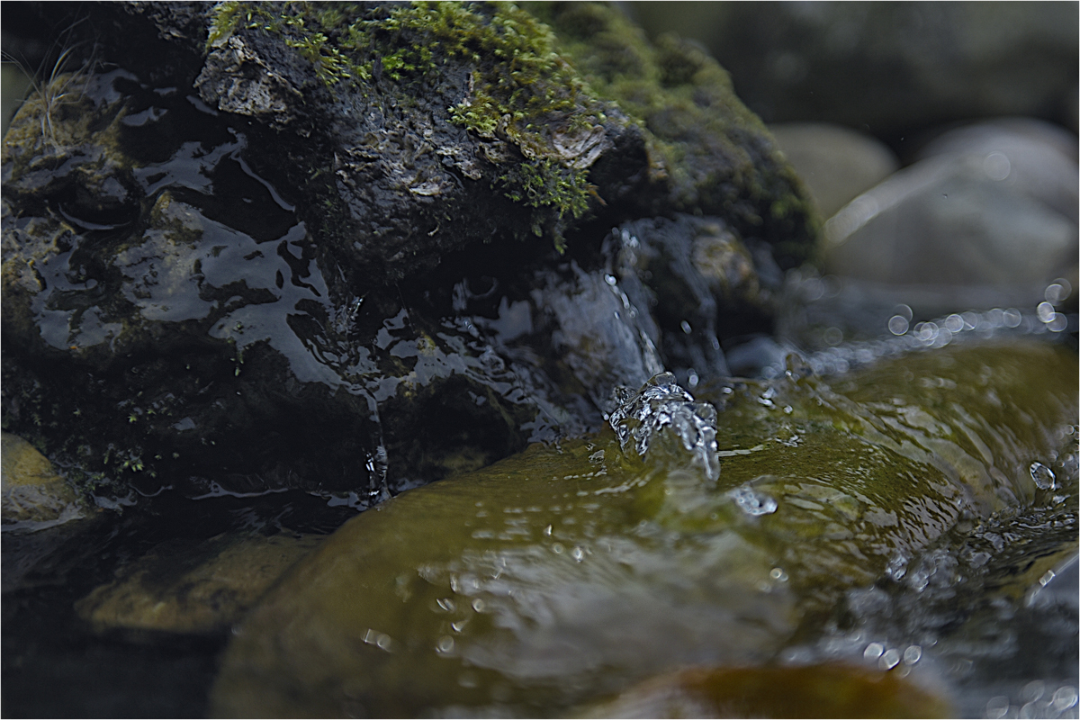 Baumrinde an Wasser