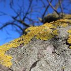 Baumrinde im Frühling