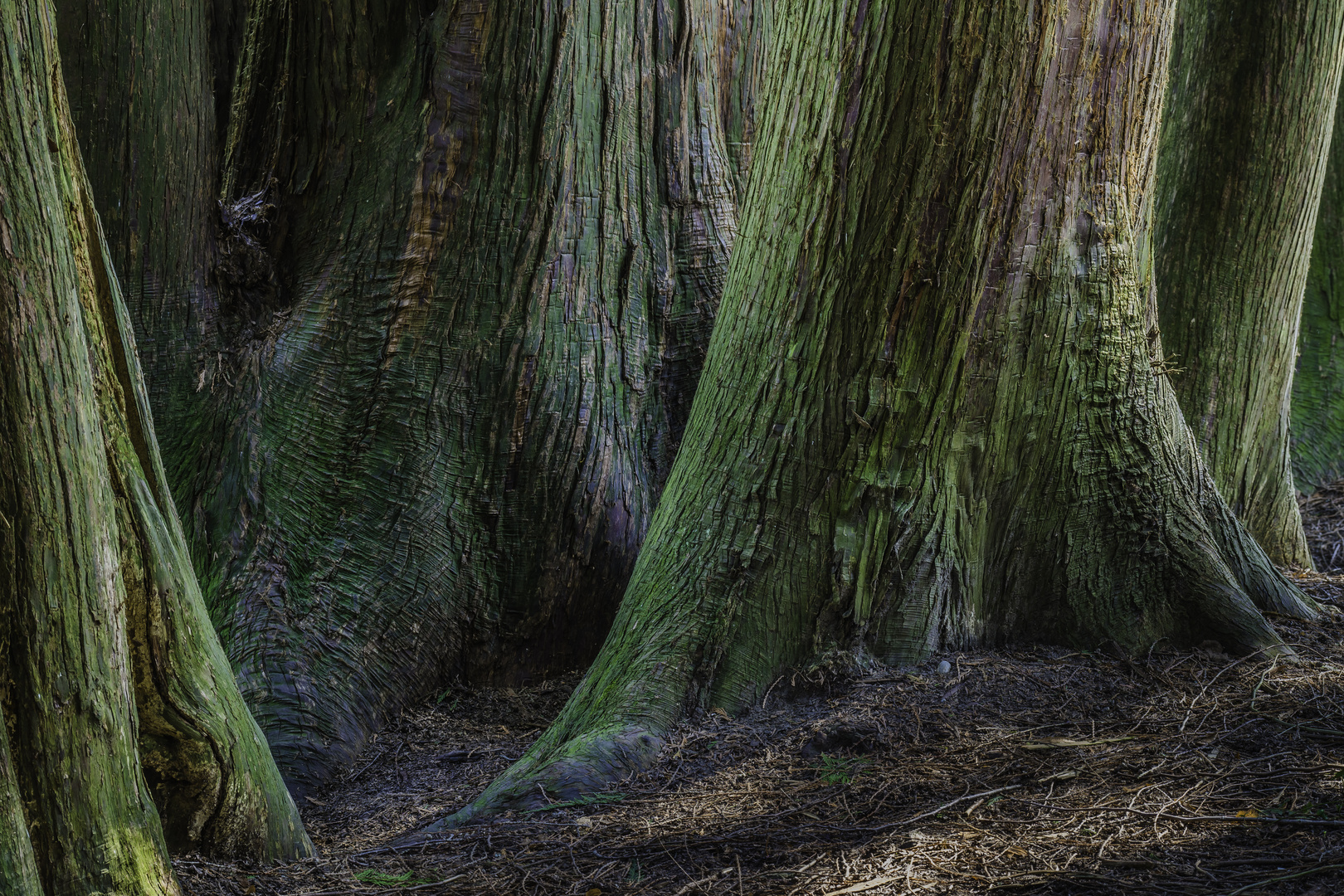 Baumrinde - Thuja plicata - I