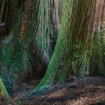 Baumrinde - Thuja plicata - I