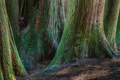 Baumrinde - Thuja plicata - I