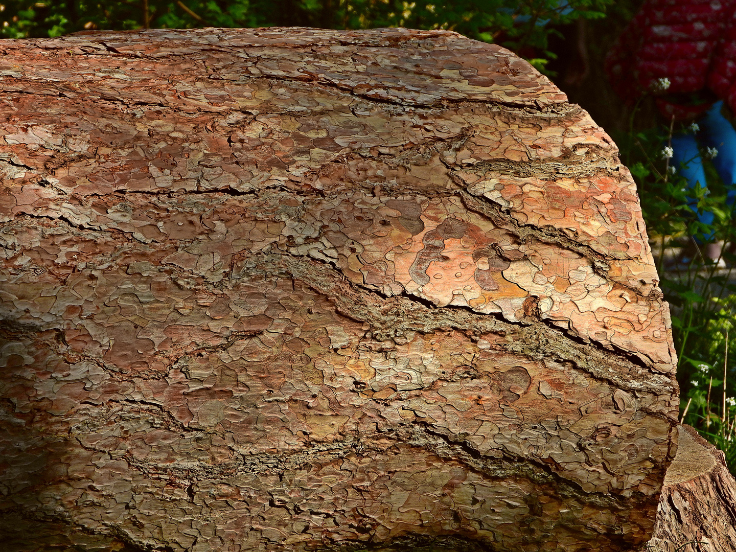 Baumrinde von absturz-gefährdeten Baum Wilheminenberg