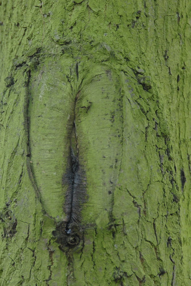 Baumrinden-Detail eines Baumes in Bottrop-Kirchhellen