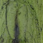 Baumrinden-Detail eines Baumes in Bottrop-Kirchhellen