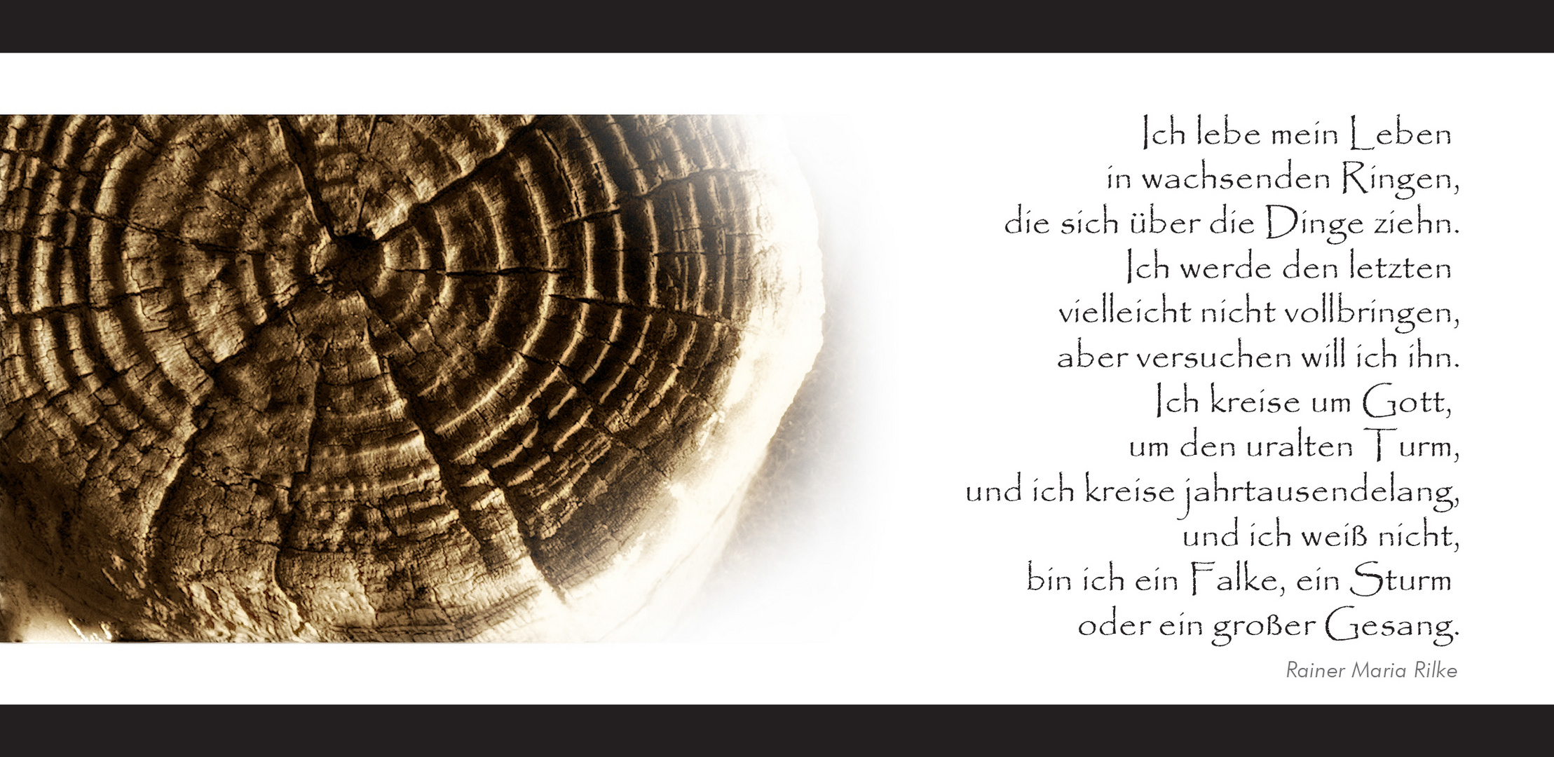 Baumringe Foto & Bild trauerkarten, trauer, trauerkarten Bilder auf