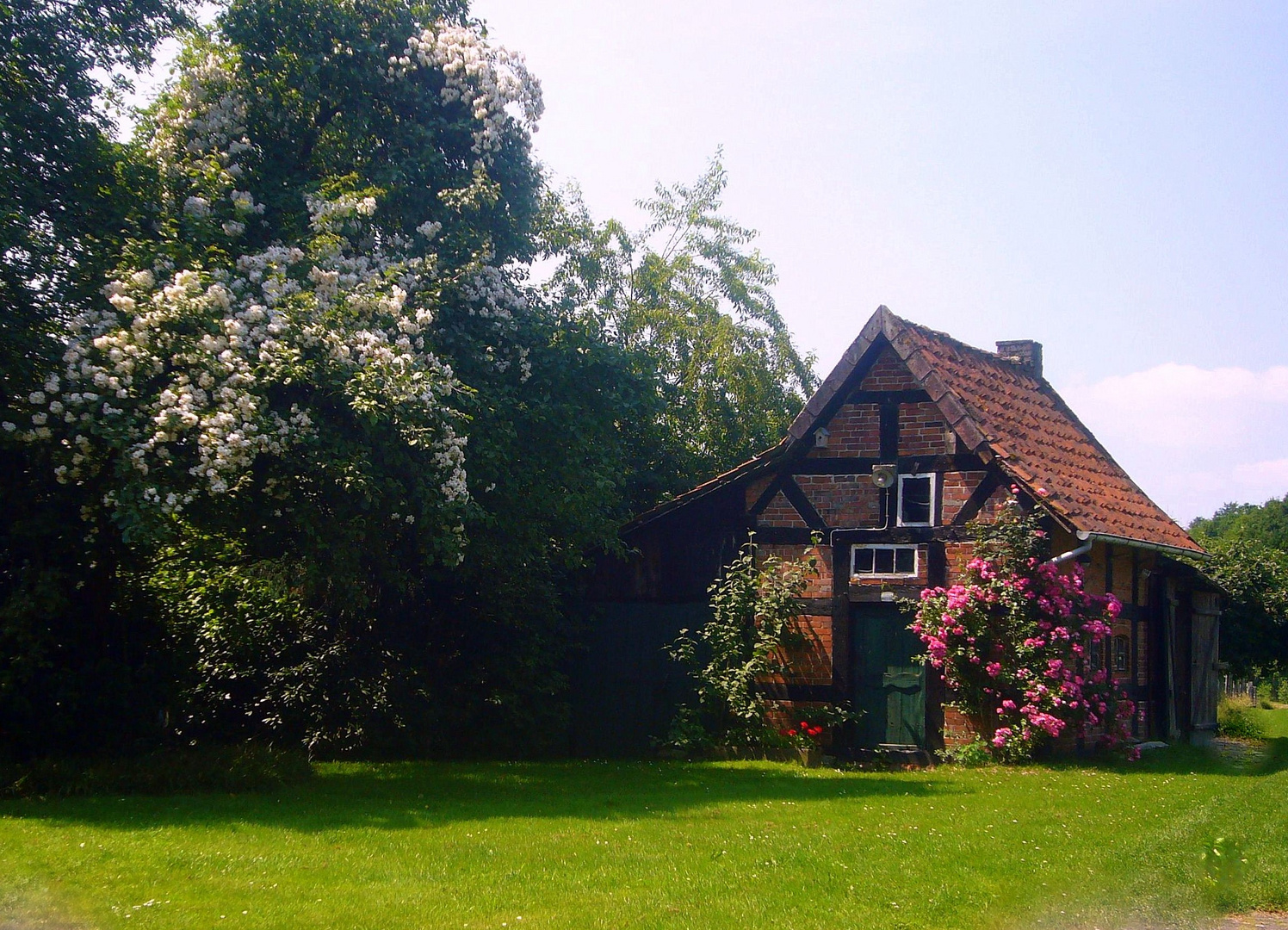 Baumrose und alte Rose am Backhaus