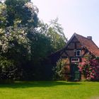 Baumrose und alte Rose am Backhaus