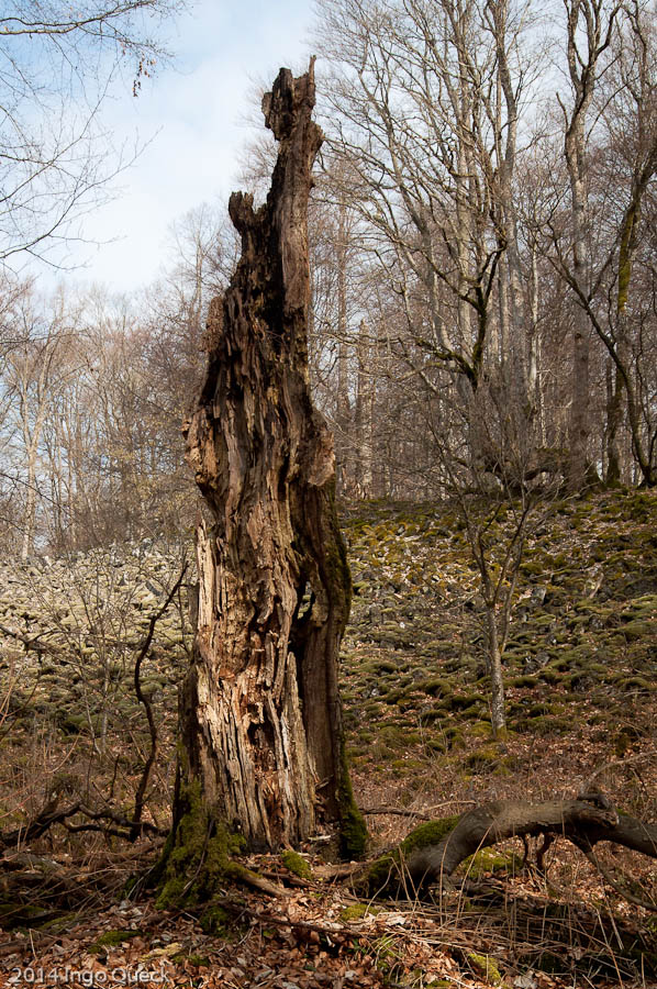 Baumruine an Vulkanruine