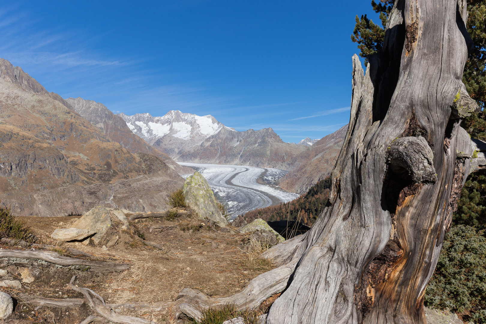 Baumruine beim Aletschgletscher