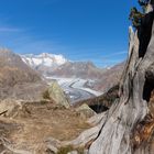 Baumruine beim Aletschgletscher