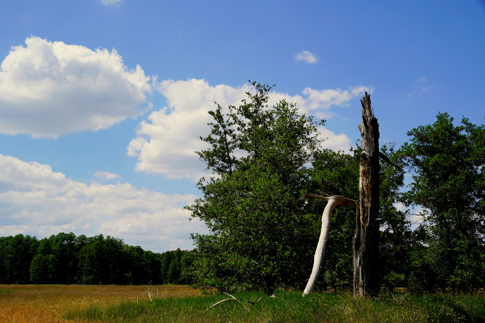 Baumruine