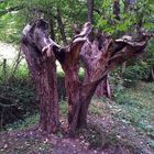 Baumruine im Dresdner Zschoner Grund