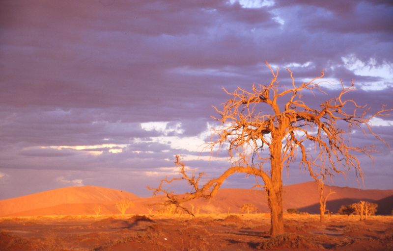 Baumruine in der Namibwüste 1