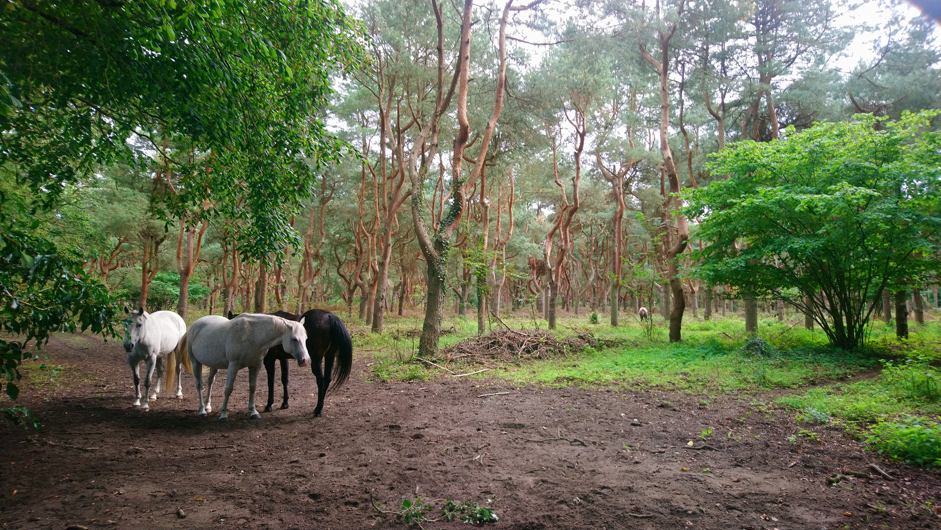 Baumsamenplantage mit Pferden