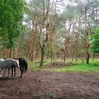 Baumsamenplantage mit Pferden