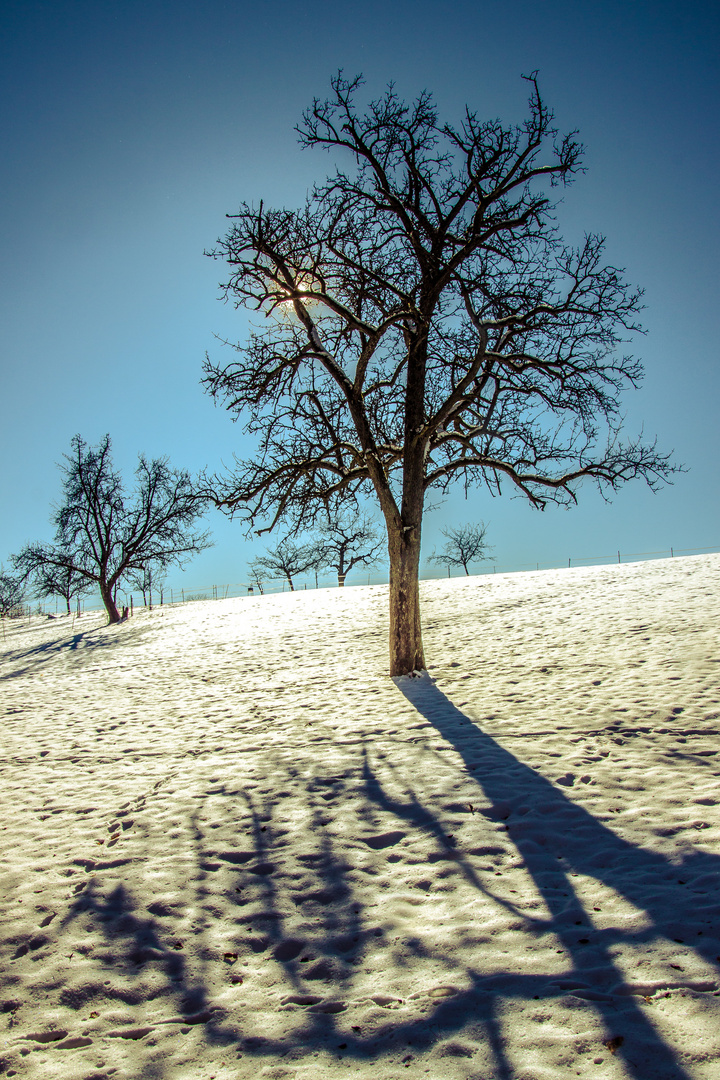 Baumschatten